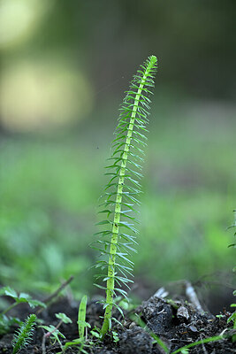 BUITEN BEELD Foto: 440222