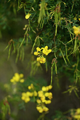 BUITEN BEELD Foto: 440225