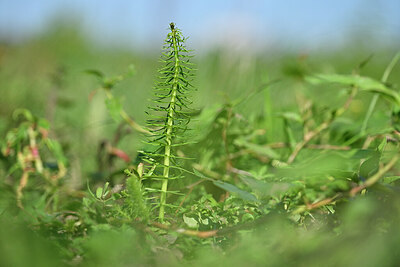 BUITEN BEELD Foto: 440226