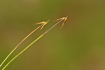BUITEN BEELD Foto: 440229