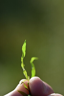 BUITEN BEELD Foto: 440232
