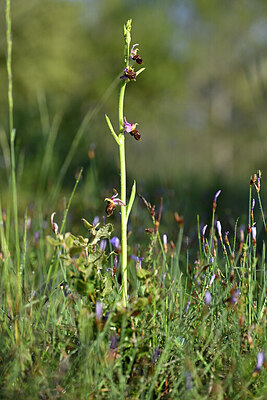 BUITEN BEELD Foto: 440234
