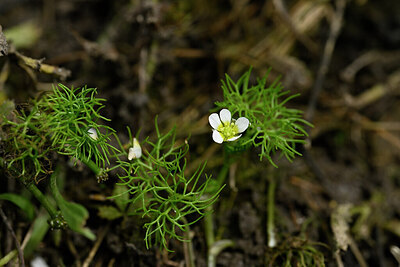 BUITEN BEELD Foto: 440236