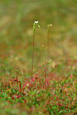 BUITEN BEELD Foto: 440239