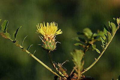 BUITEN BEELD Foto: 440242