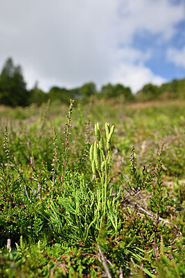 BUITEN BEELD Foto: 440244