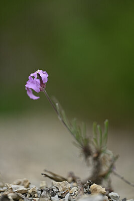 BUITEN BEELD Foto: 440247