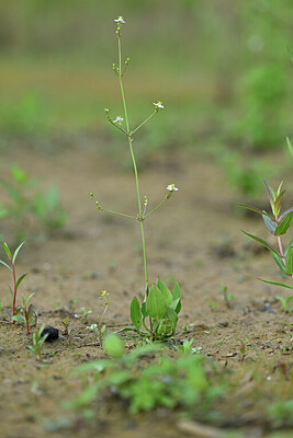BUITEN BEELD Foto: 440249