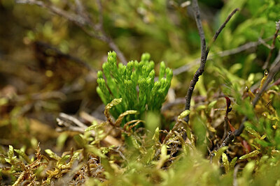 BUITEN BEELD Foto: 440252