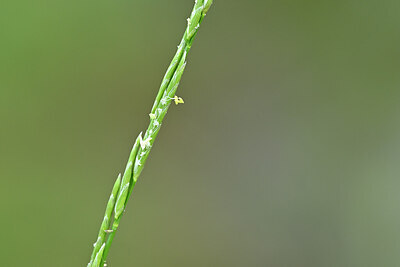 BUITEN BEELD Foto: 440254