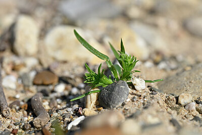 BUITEN BEELD Foto: 440256