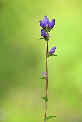 BUITEN BEELD Foto: 440257