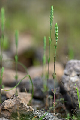 BUITEN BEELD Foto: 440258