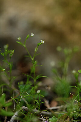 BUITEN BEELD Foto: 440260