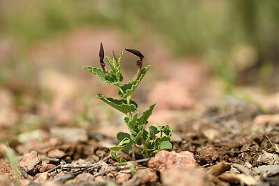 BUITEN BEELD Foto: 440261