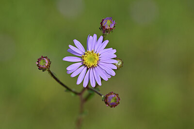 BUITEN BEELD Foto: 440262