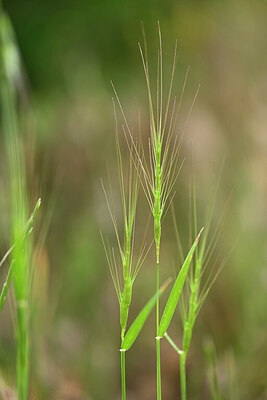 BUITEN BEELD Foto: 440263