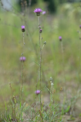 BUITEN BEELD Foto: 440266