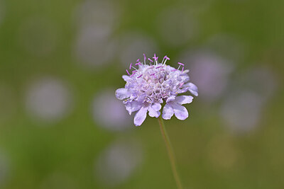 BUITEN BEELD Foto: 440268
