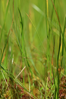 BUITEN BEELD Foto: 440269
