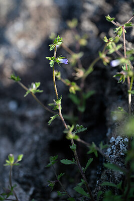 BUITEN BEELD Foto: 440274
