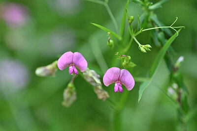 BUITEN BEELD Foto: 440275