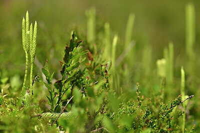 BUITEN BEELD Foto: 440276