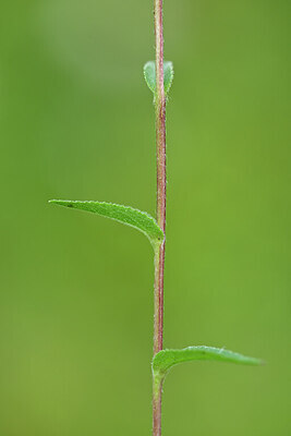 BUITEN BEELD Foto: 440280