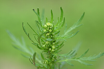 BUITEN BEELD Foto: 440284