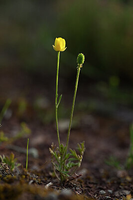 BUITEN BEELD Foto: 440287