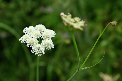 BUITEN BEELD Foto: 440289