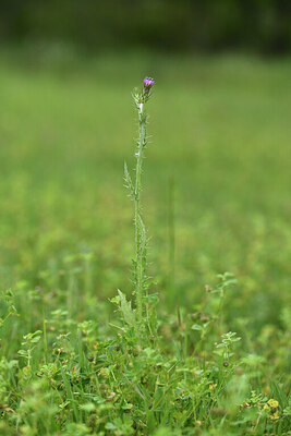 BUITEN BEELD Foto: 440290
