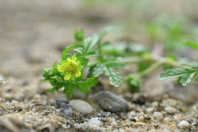 BUITEN BEELD Foto: 440291
