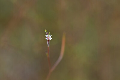 BUITEN BEELD Foto: 440293