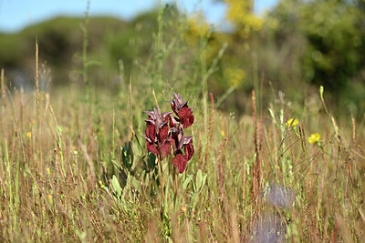 BUITEN BEELD Foto: 440294