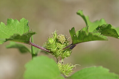 BUITEN BEELD Foto: 440295
