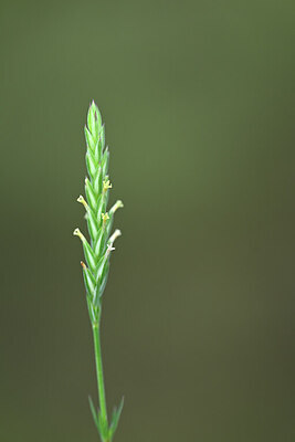 BUITEN BEELD Foto: 440297
