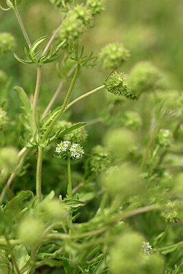 BUITEN BEELD Foto: 440300