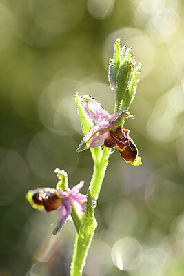 BUITEN BEELD Foto: 440301