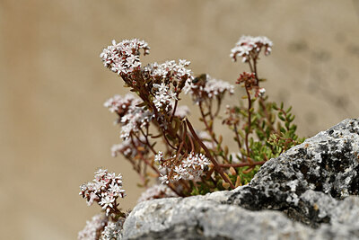 BUITEN BEELD Foto: 440302