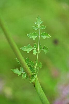 BUITEN BEELD Foto: 440303