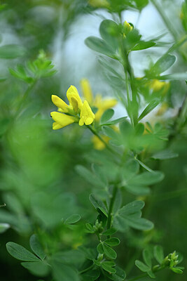 BUITEN BEELD Foto: 440304