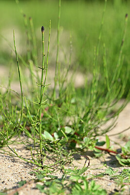 BUITEN BEELD Foto: 440306