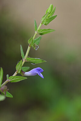 BUITEN BEELD Foto: 440307