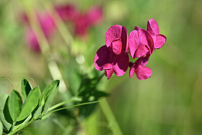 BUITEN BEELD Foto: 440308