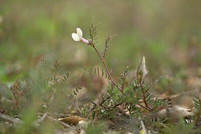BUITEN BEELD Foto: 440309