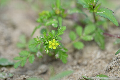 BUITEN BEELD Foto: 440317