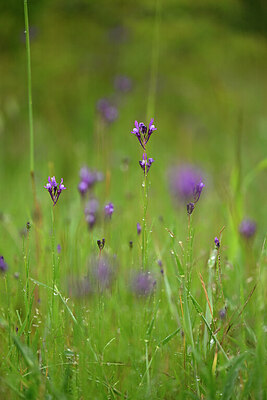 BUITEN BEELD Foto: 440322