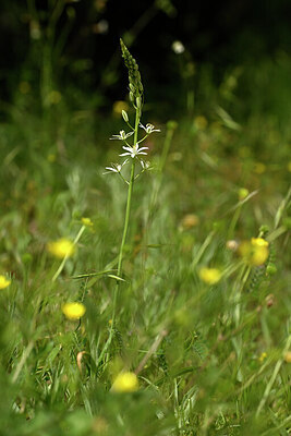 BUITEN BEELD Foto: 440323