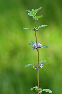 BUITEN BEELD Foto: 440324